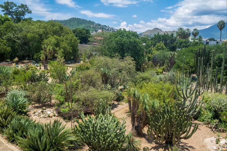 Explore the Ethnobotanical Garden