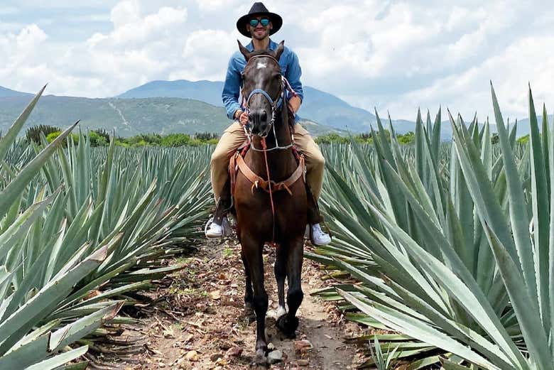 Traversez les champs d'agaves