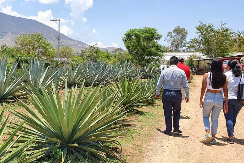Campos de agaves