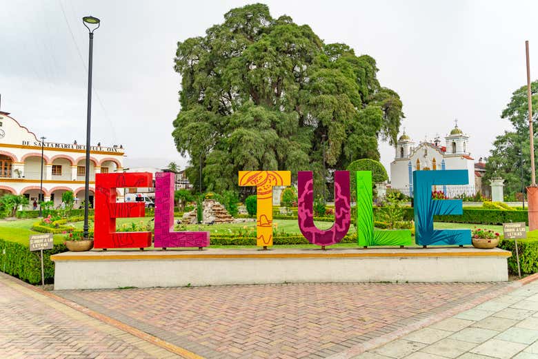 Welcome to El Tule!