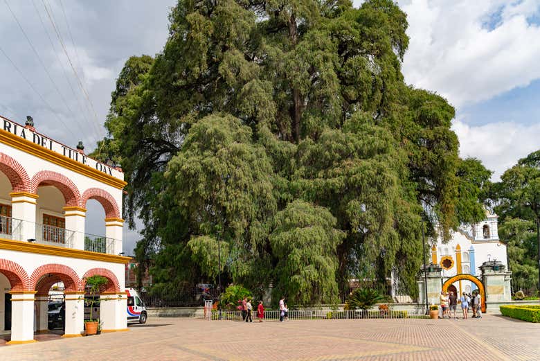 Admire this massive tree