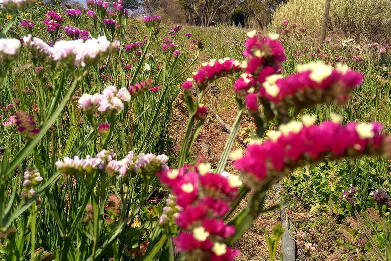 Las icónicas flores inmortales