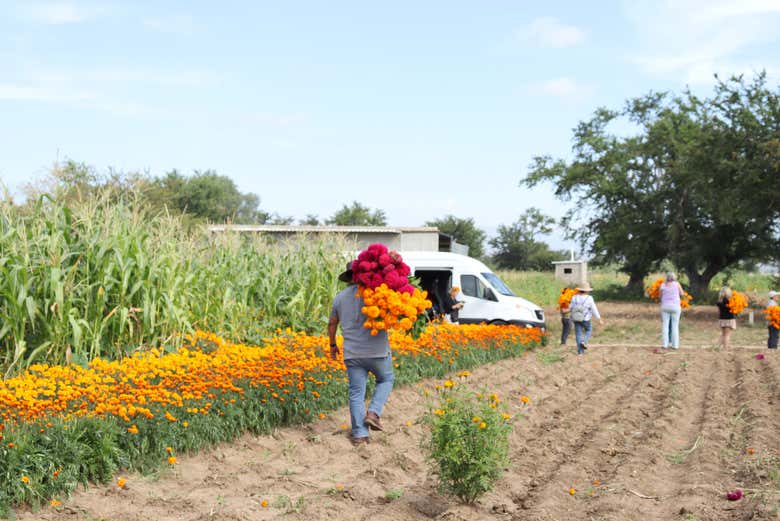 Recolectando las flores 