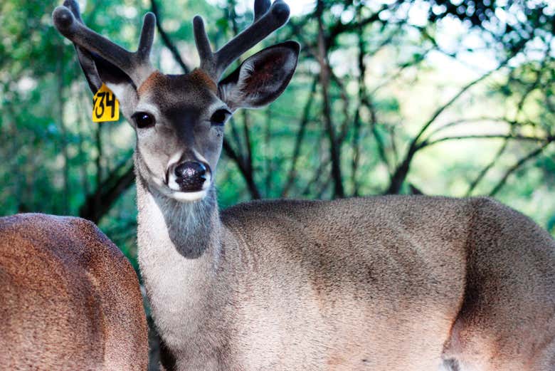 Veados-de-cauda-branca