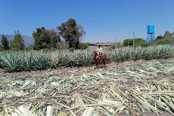 Oaxaca Horse Riding Tour