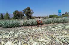 Balade à cheval à Oaxaca