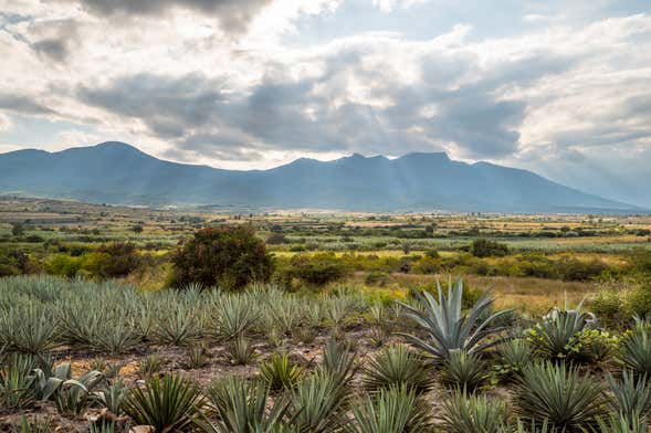 Tour de 2 días por el valle de Oaxaca