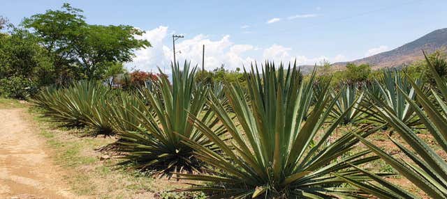 Tour del mezcal por Santa Catarina Minas