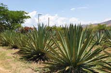 Tour del mezcal por Santa Catarina Minas