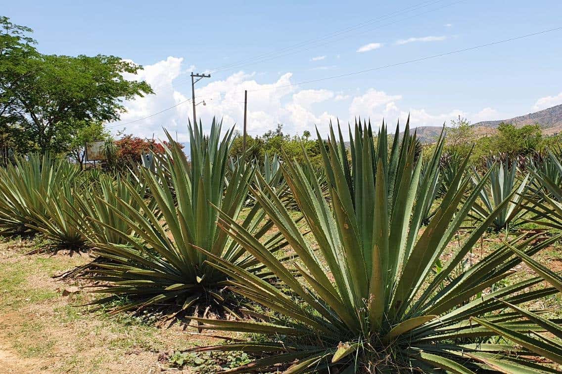 Tour del mezcal por Santa Catarina Minas desde Oaxaca