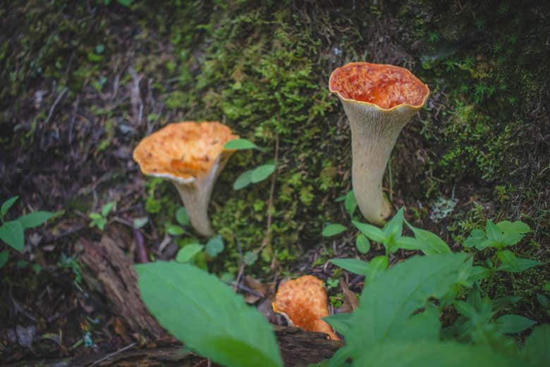 Aprenderemos sobre los distintos hongos