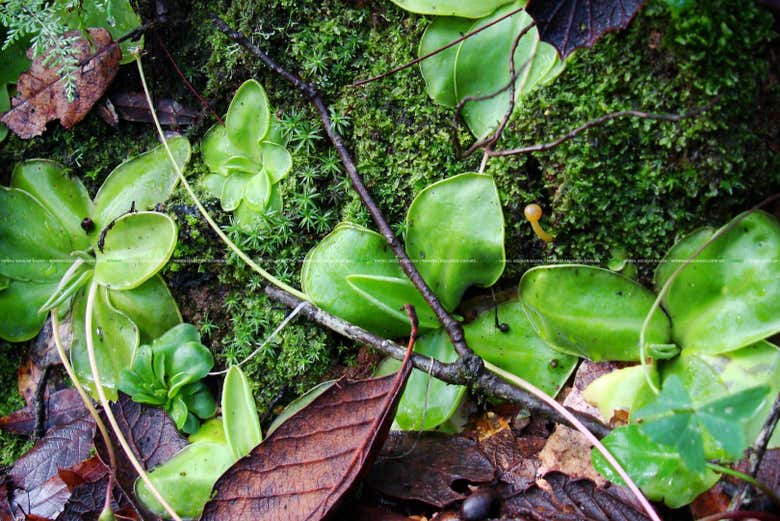Conoceremos la biodiversidad del parque