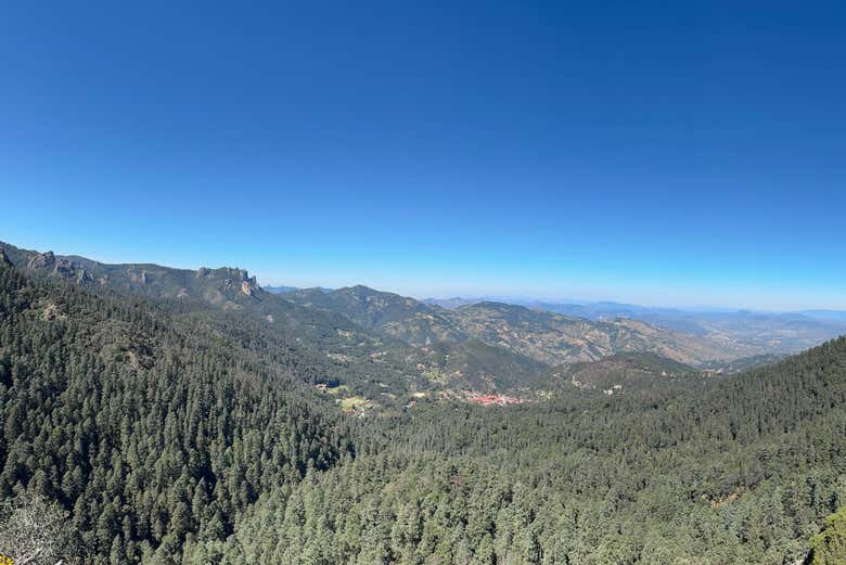 Un hermoso paisaje de bosques de coníferas
