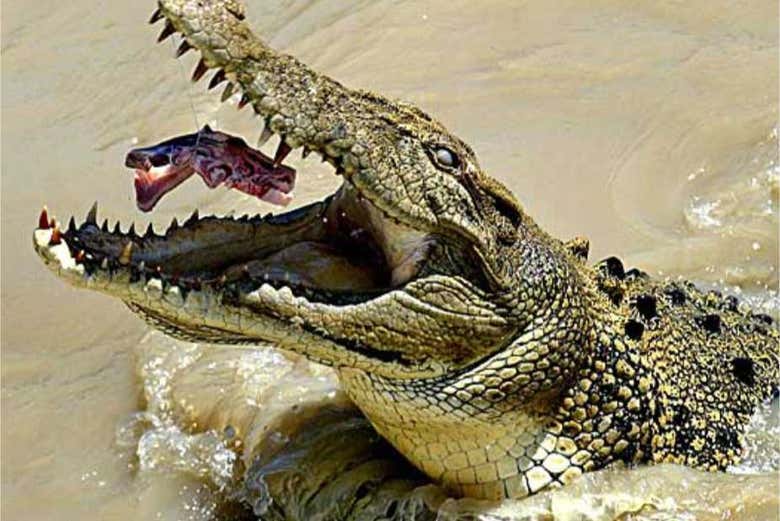 Dando de comer a los cocodrilos