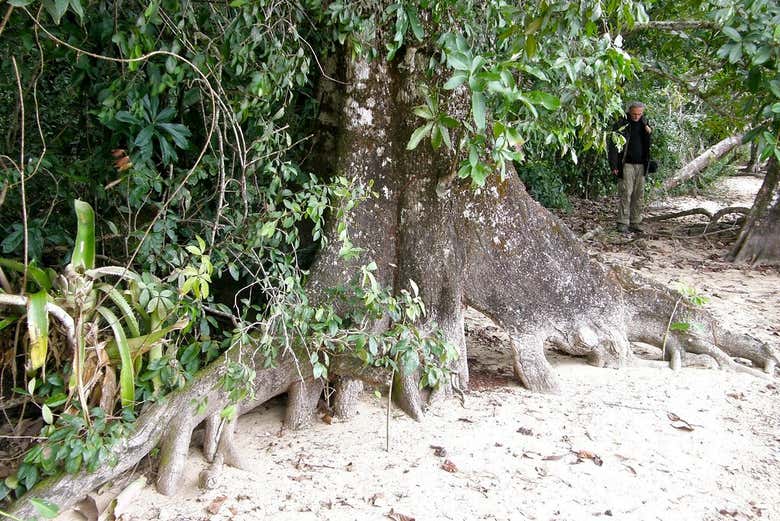 Vegetación imponente de la selva Lacandona