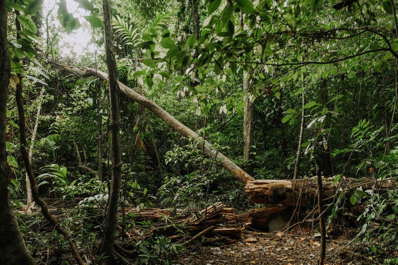Caminata por la selva