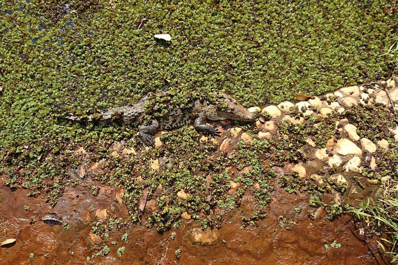 Cocodrilo camuflado