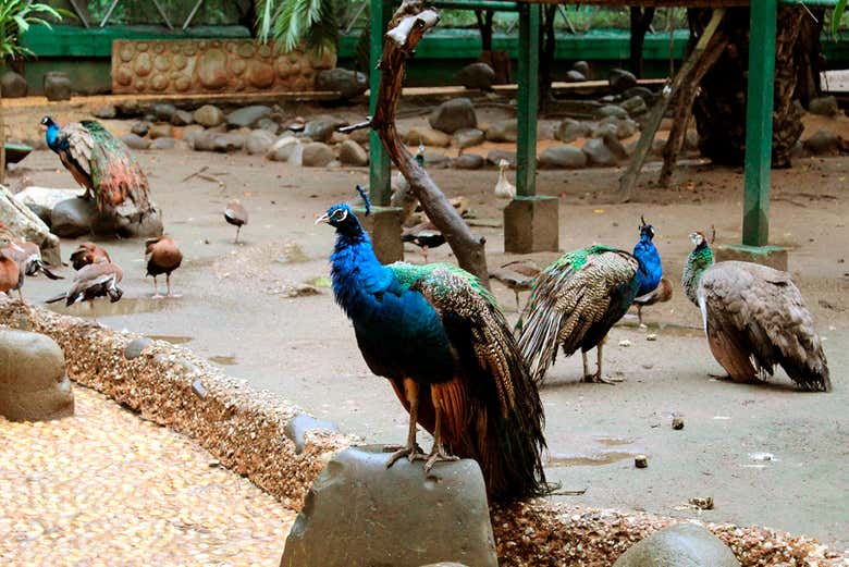Pavos reales