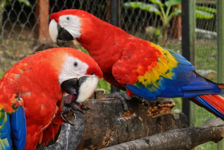 Guacamayas