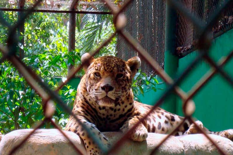 Jaguar