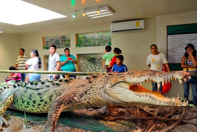 ¡Bienvenidos al Parque-Museo La Venta!