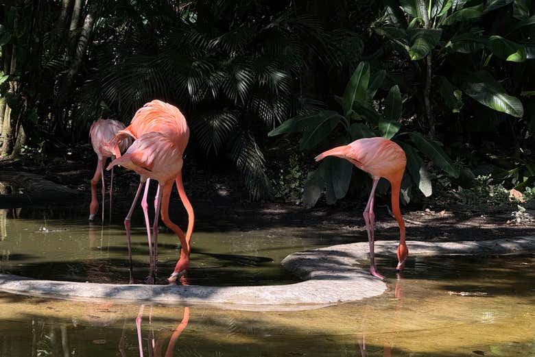 Flamants roses dans l'écoparc