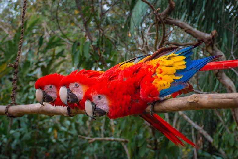 Guacamayos de la selva Lacandona