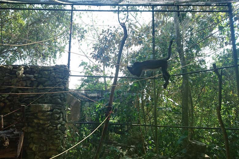 Monos del Ecoparque Aluxes
