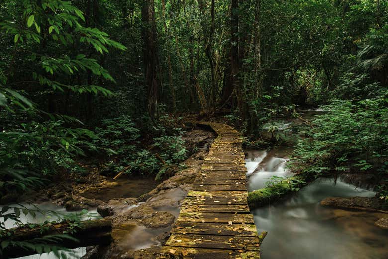 Exuberante vegetación que rodea el río