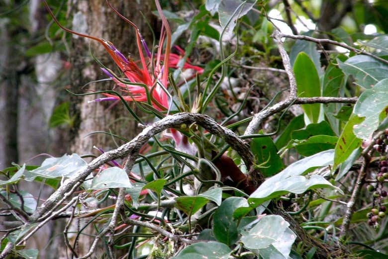 Disfrutando de las plantas de la selva Lacandona