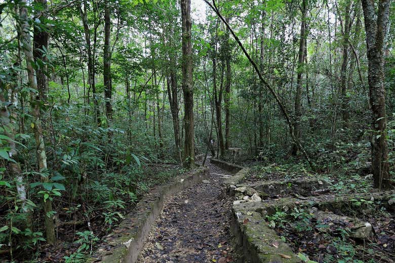 Parajes de la selva Lacandona