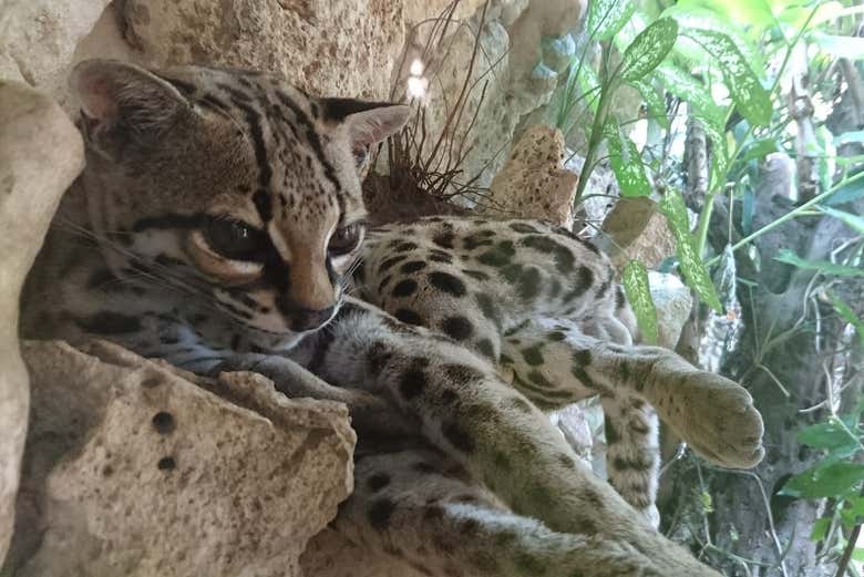 Conociendo a los animales del Ecoparque Aluxes