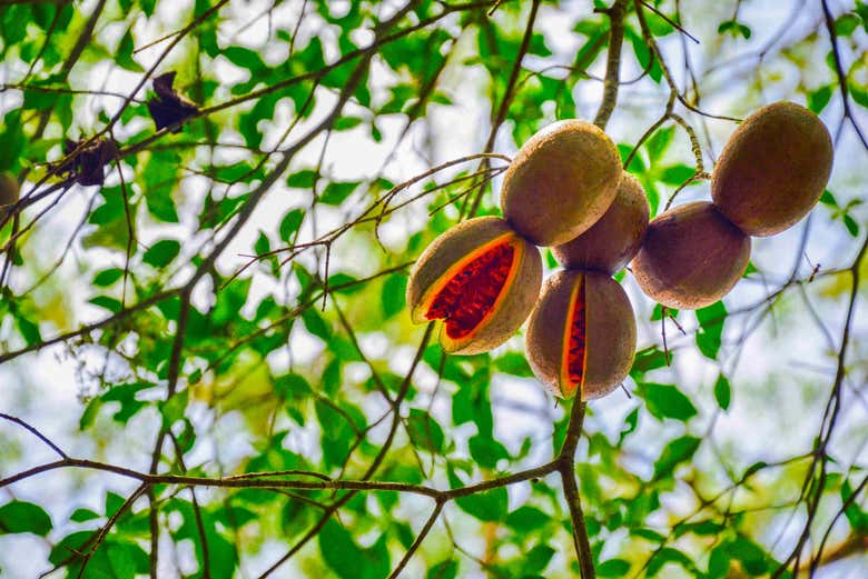 Recorriendo la selva Lacandona