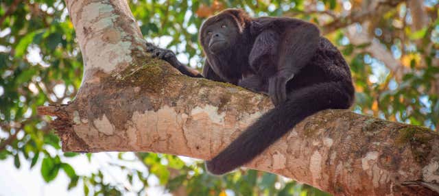 Senderismo por la selva Lacandona