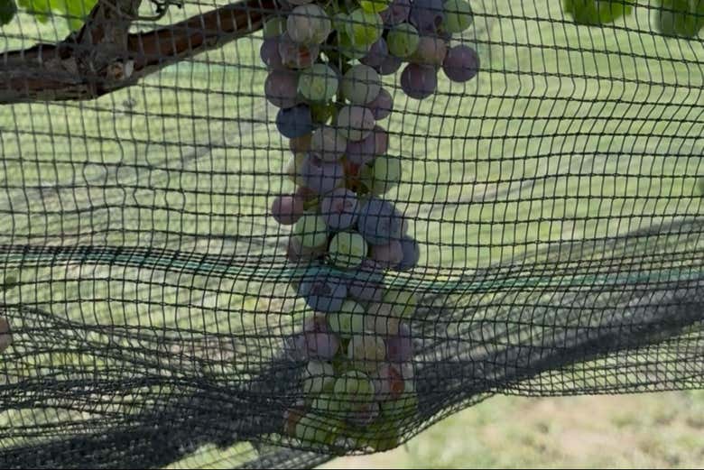 Contrasti cromatici fra le uve