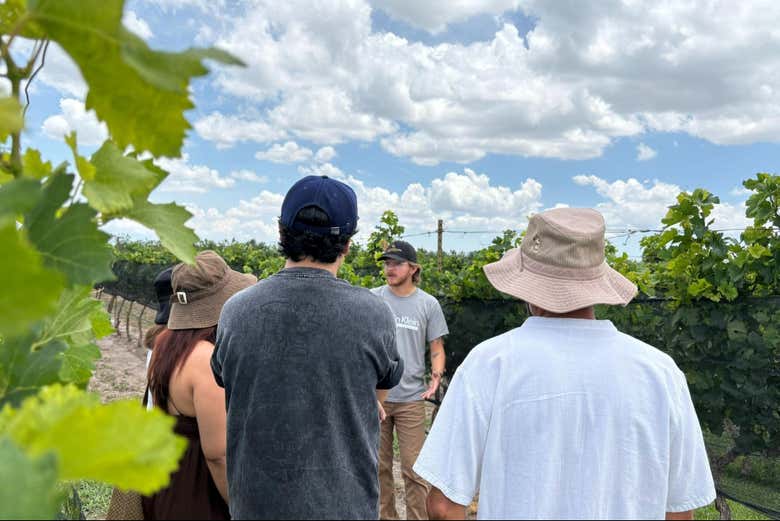 Un percorso fra i vigneti