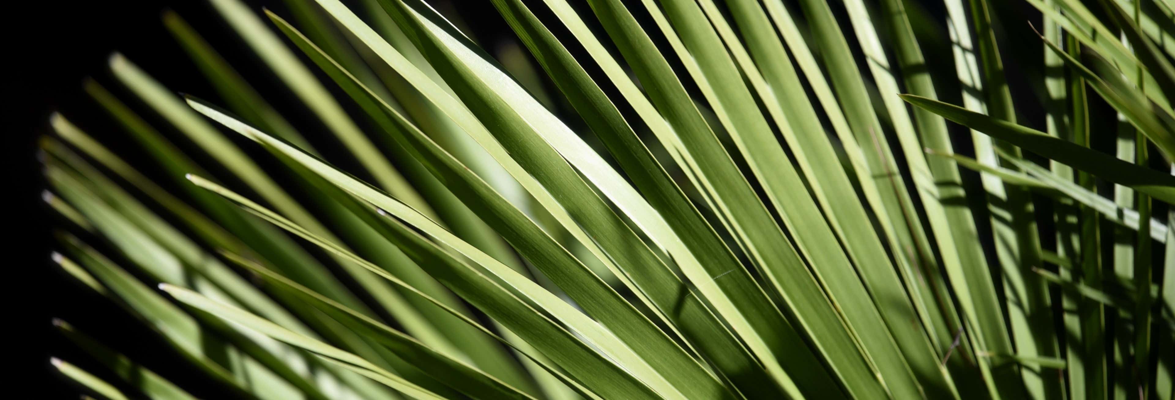 Gastronomía y enoturismo en Parras de la Fuente