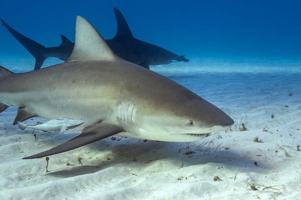 Buceo con tiburones toro en Playa del Carmen