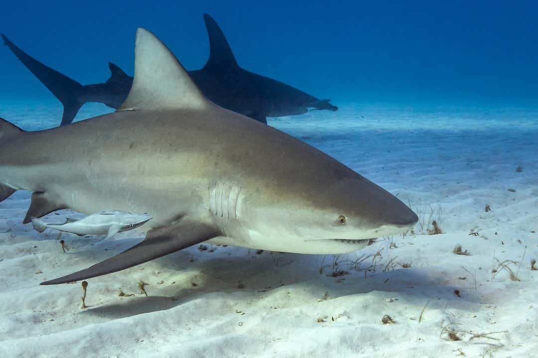 Mergulho com tubarões-touro em Playa del Carmen