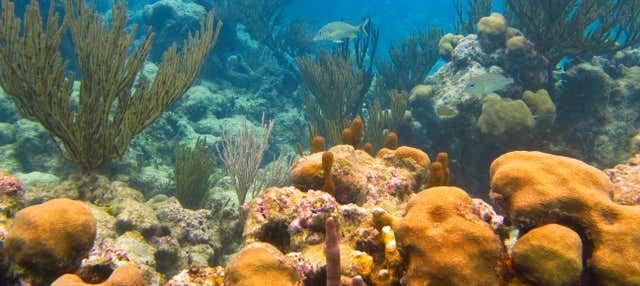 Excursão à baía de Akumal + Cenote X Tun