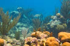 Excursión a la bahía de Akumal + Reserva Balam