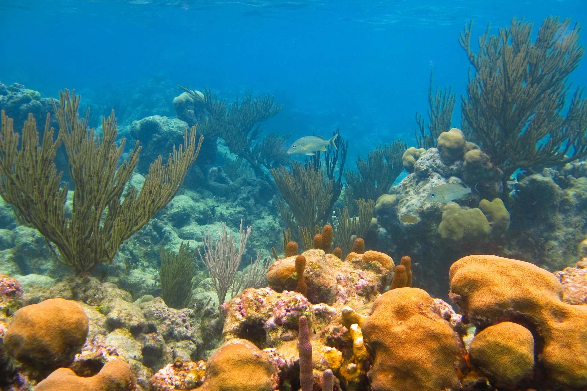 Excursão à baía de Akumal + Cenote X Tun