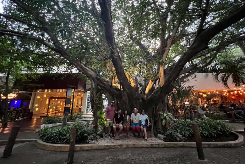 Conhecendo uma árvore com mais de 500 anos