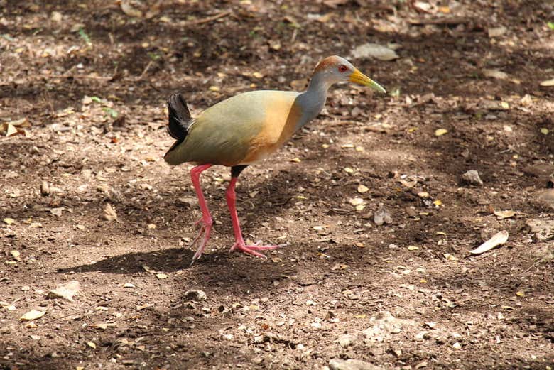 Ave de Reserva Nativa