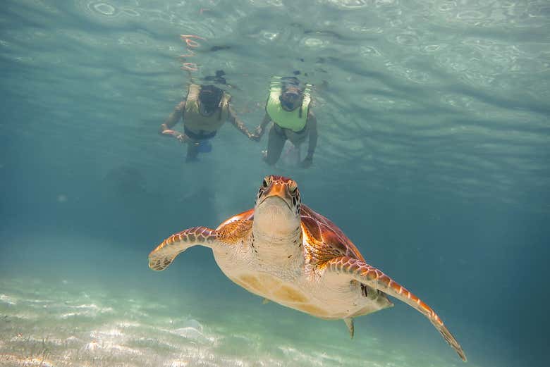 Nadando com as tartarugas em Akumal