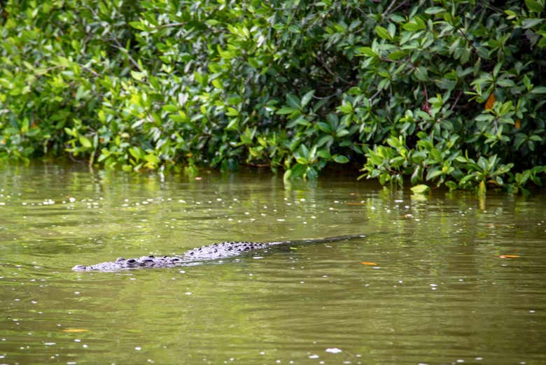 Un caimán por el río Lagartos
