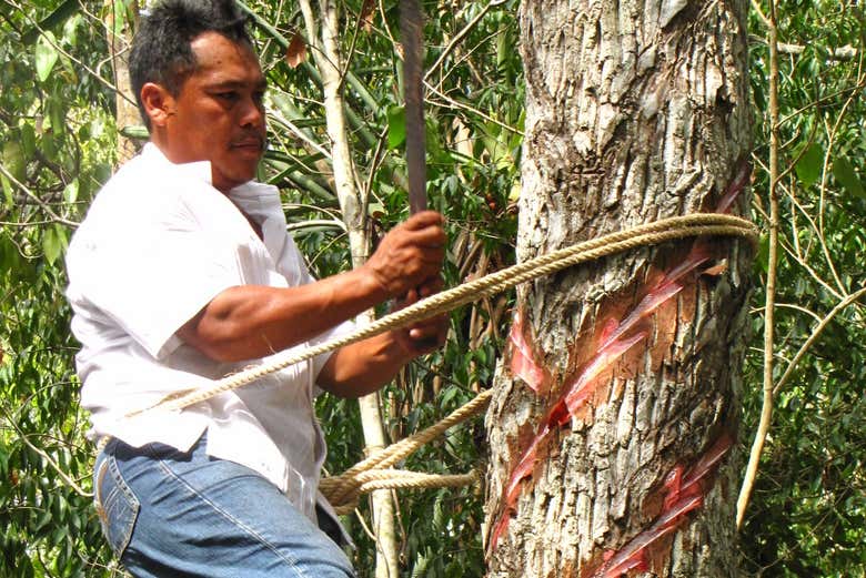 Learn all the secrets of chewing gum