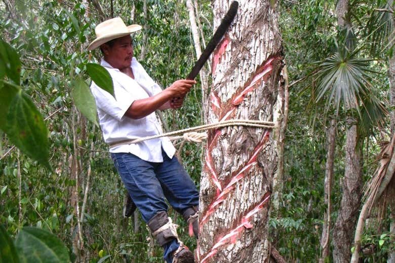 Find out what it's like to work on a chewing gum farm