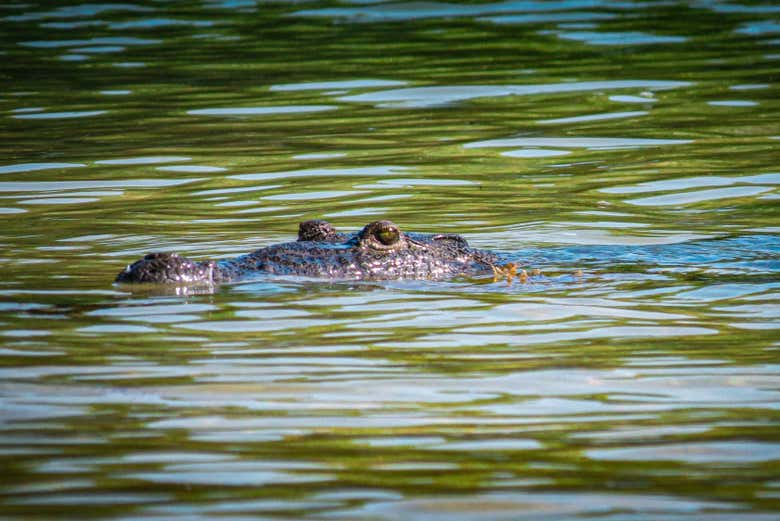 Un cocodrilo en la reserva
