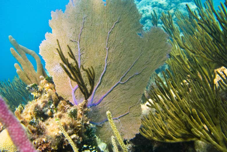 Coral in Akumal Bay